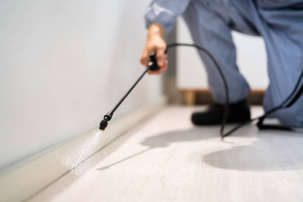 Licensed Wasp Removal service in Macclenny, FL - Show Me Pest Control